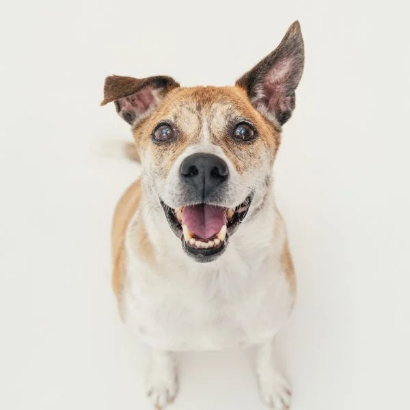 金寶 - PACK Taiwan 巴克幫-浪犬之家 | 可領養 dog, 米克斯, PACK Taiwan 巴克幫-浪犬之家